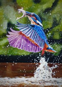 Kingfisher splashing and rising 2