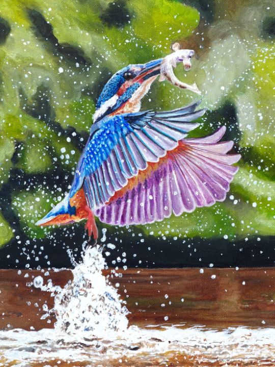Splash Kingfisher dives and rises 2 - Martin Scrase