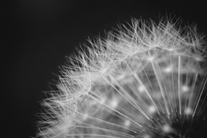 Black & White Dandelion
