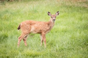 Black-tailed Deer Fawn