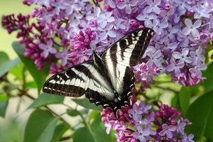 Tiger Swallowtail on Lilac Bush