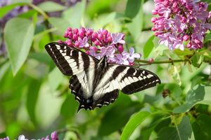 Butterfly on Lilac