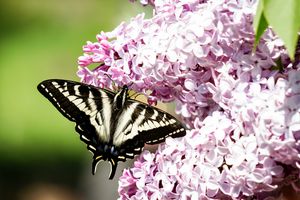 Swallowtail Butterfly