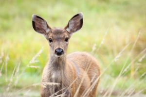 Young Deer In Tall Grass