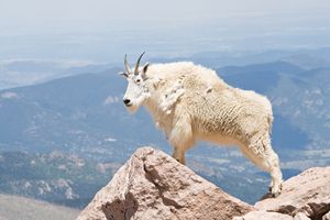 Mountain Goat on Mt. Evans