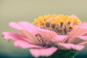 Beautiful Flower