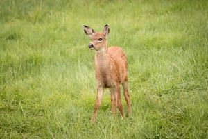 Alert Little Fawn