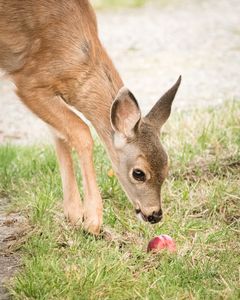 Fawn Investigating Apple