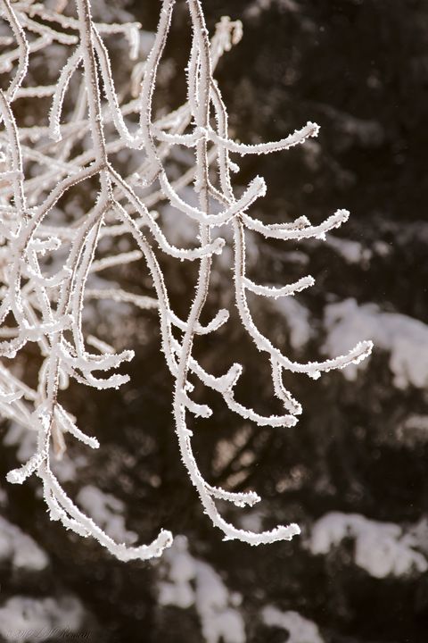Frosted Branches Hanging - Images Undefined