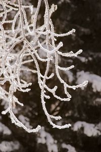 Frosted Branches Hanging