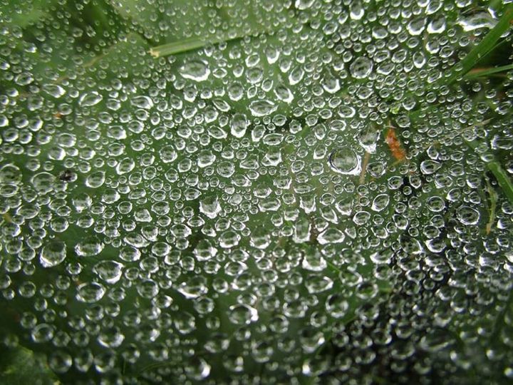 Water on a Spider Web - Brithwaith