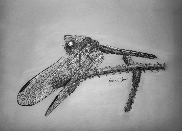 The Dragonfly Effect - Karisa L. Clark