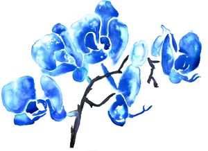 Blue Orchids