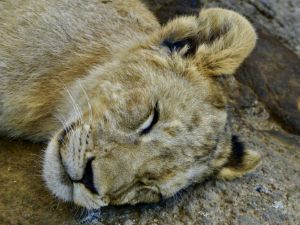 Sleeping Cub - Aaron Eagle