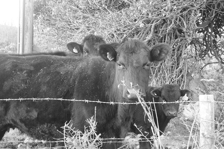 The cow - Niamh's Photography
