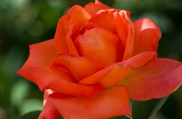 Orange Rose - Michael Moriarty Photography - Photography, Flowers ...