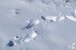Santa’s Tracks In The Snow