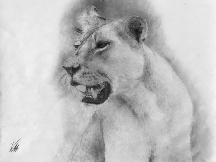 African Lioness - Kevin Hernandez