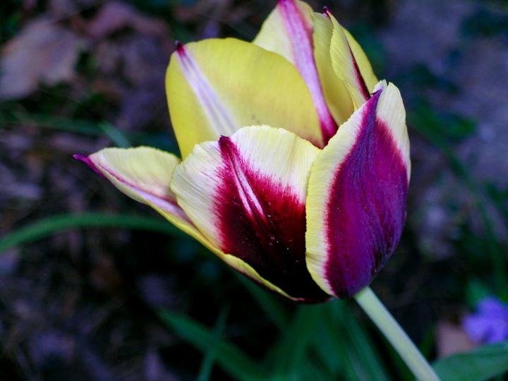 Tulip - Edgyfotogeek