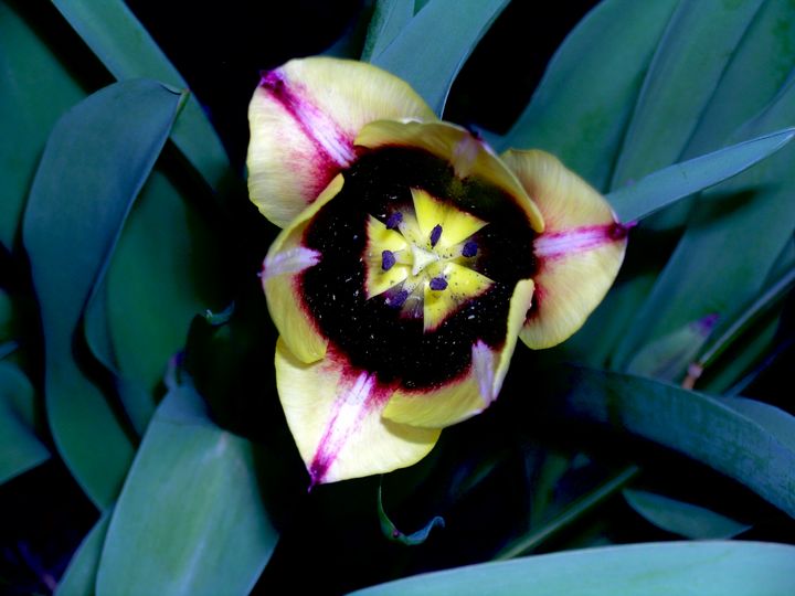 Emperor tulips - Edgyfotogeek