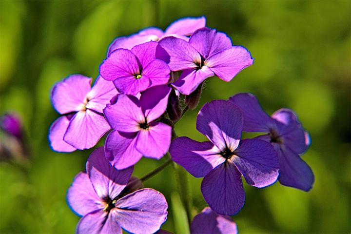 Purple flowers - Edgyfotogeek