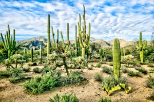 Route 66 the Great American Highway - Jaspreet Singh Art