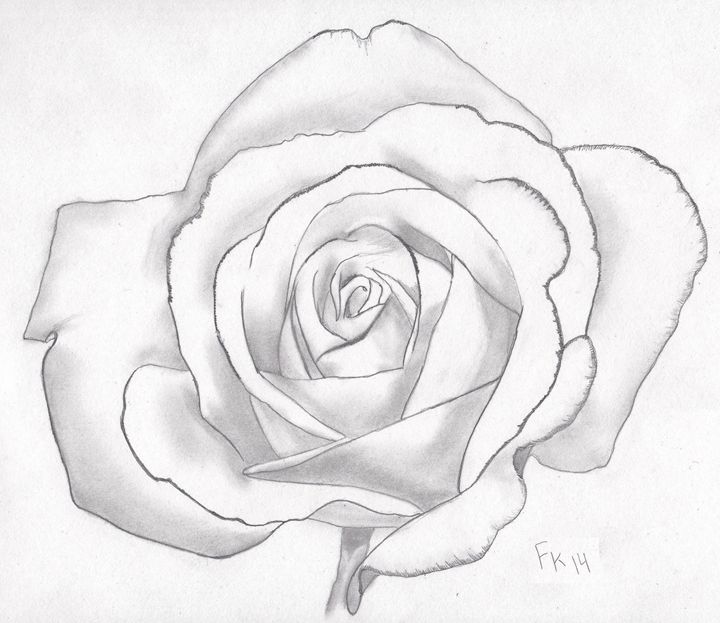 White Rose - FKSketches - Drawings & Illustration, Still Life, Floral ...