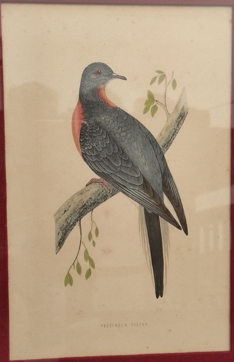 The Pigeon - Mohenjodaro Art