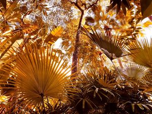 Orange Foliage - Ricardo F.