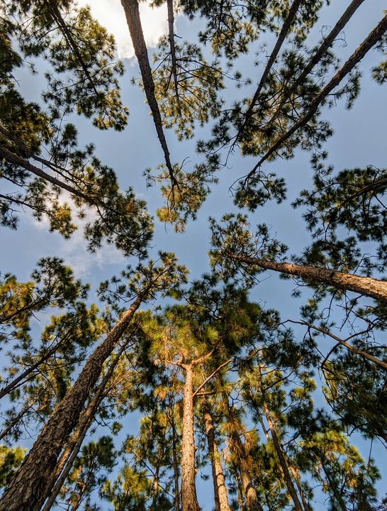 The Sky of the Trees - Vaishu - Photography Club OSS