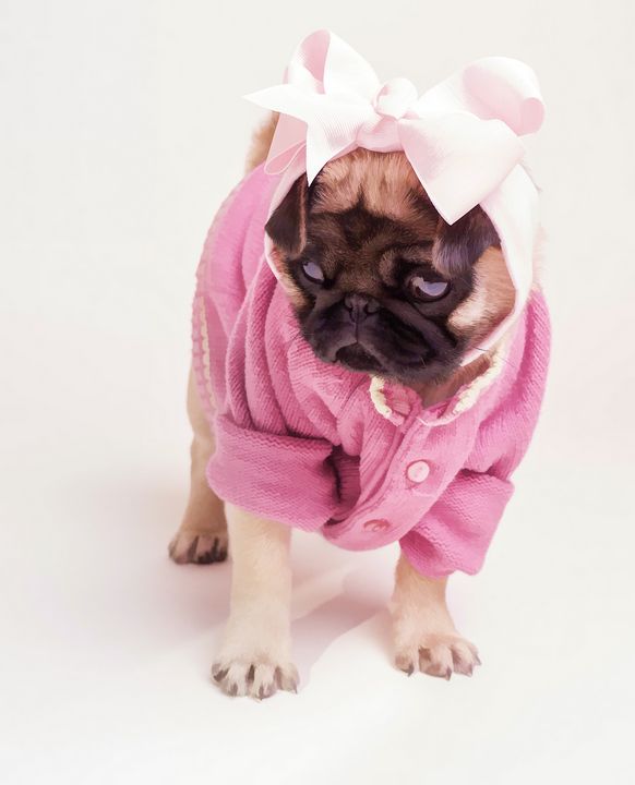 Pug in hotsell a dress