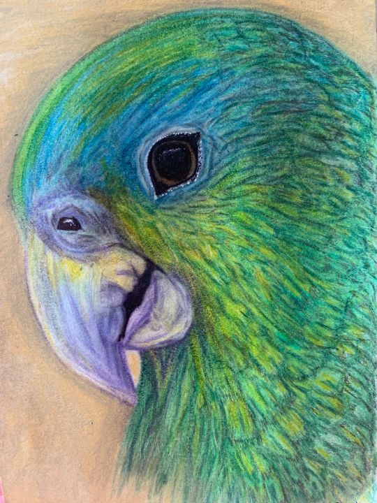 colorful Parrot painted with crayons Stock Photo - Alamy