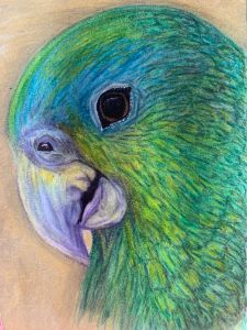 Parrot