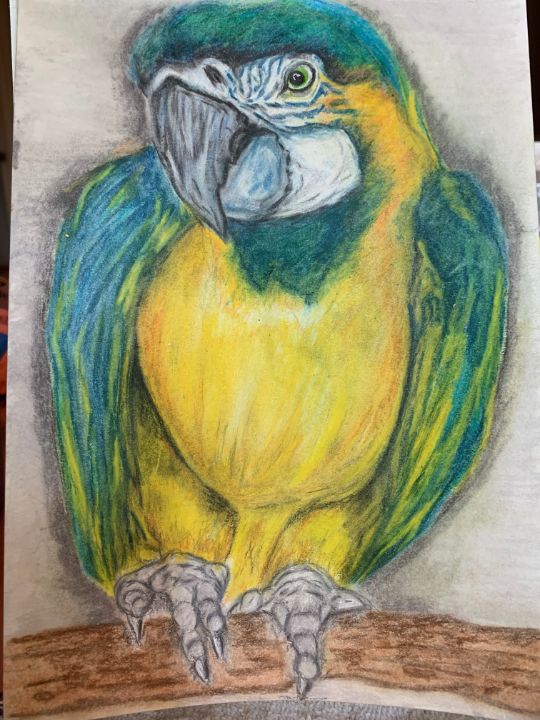 Parrot Sketch Drawing by AbdulRahman Umair - Fine Art America