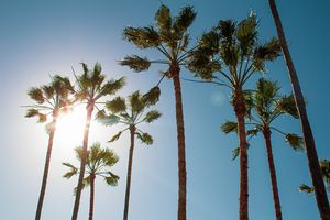 sunny palms