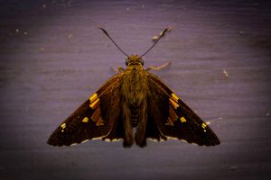 Friendly Moth