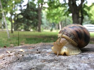 Snail on a stump