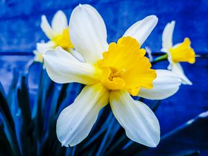 Daffodil flower