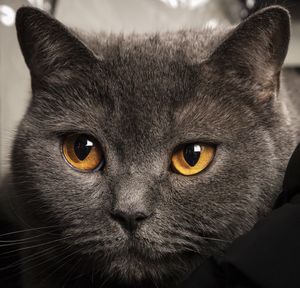 Close-up portrait of a british cat.