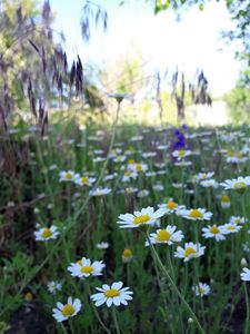 Chamomile growing in the field