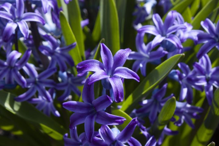 Purple Hyacinth - Zachary Boger's Photography
