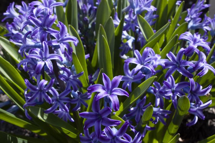 Purple Hyacinths - Zachary Boger's Photography