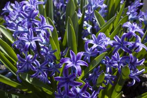 Purple Hyacinths