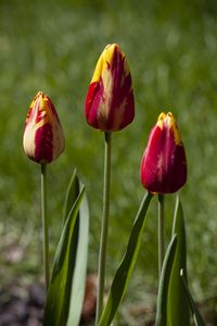 Hellman's Tulip
