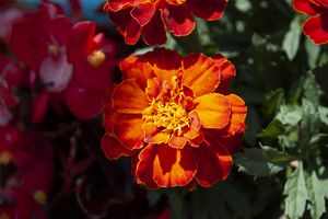 Marigold