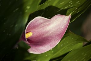 Calla lillie