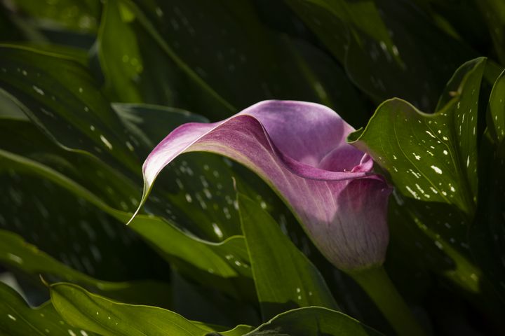 Calla Lilies - Zachary Boger's Photography