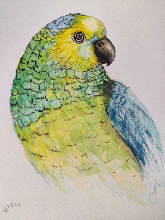 Turquoisefronted Amazon Art Paintings & Prints, Animals, Birds