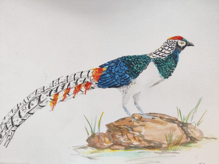 Lady Amherst Pheasant Tail Feather - China Lady Pheasant Feather