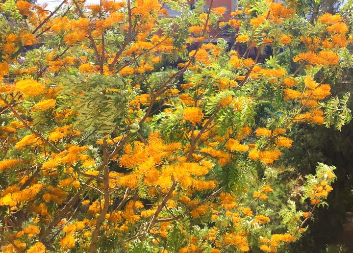 Flowers of Portugal - Oranges Tree - African Urban Art